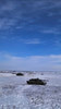 The glorious snow Leopards thriving in the frigid Wainwright conditions.