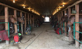 Ceremonial Mounted Troop Horses settled into their stables in Swift Current