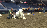 Cpl Senff horse tricking with Cpl Dobson and Cpl Germann